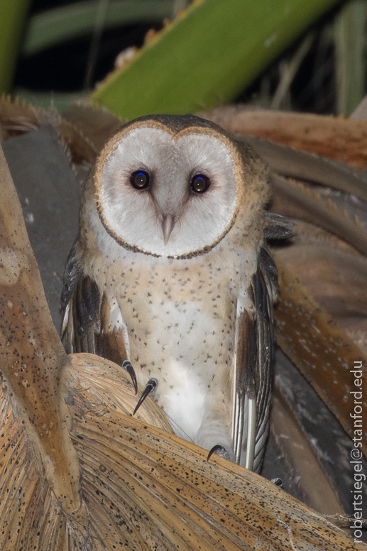 barn owls